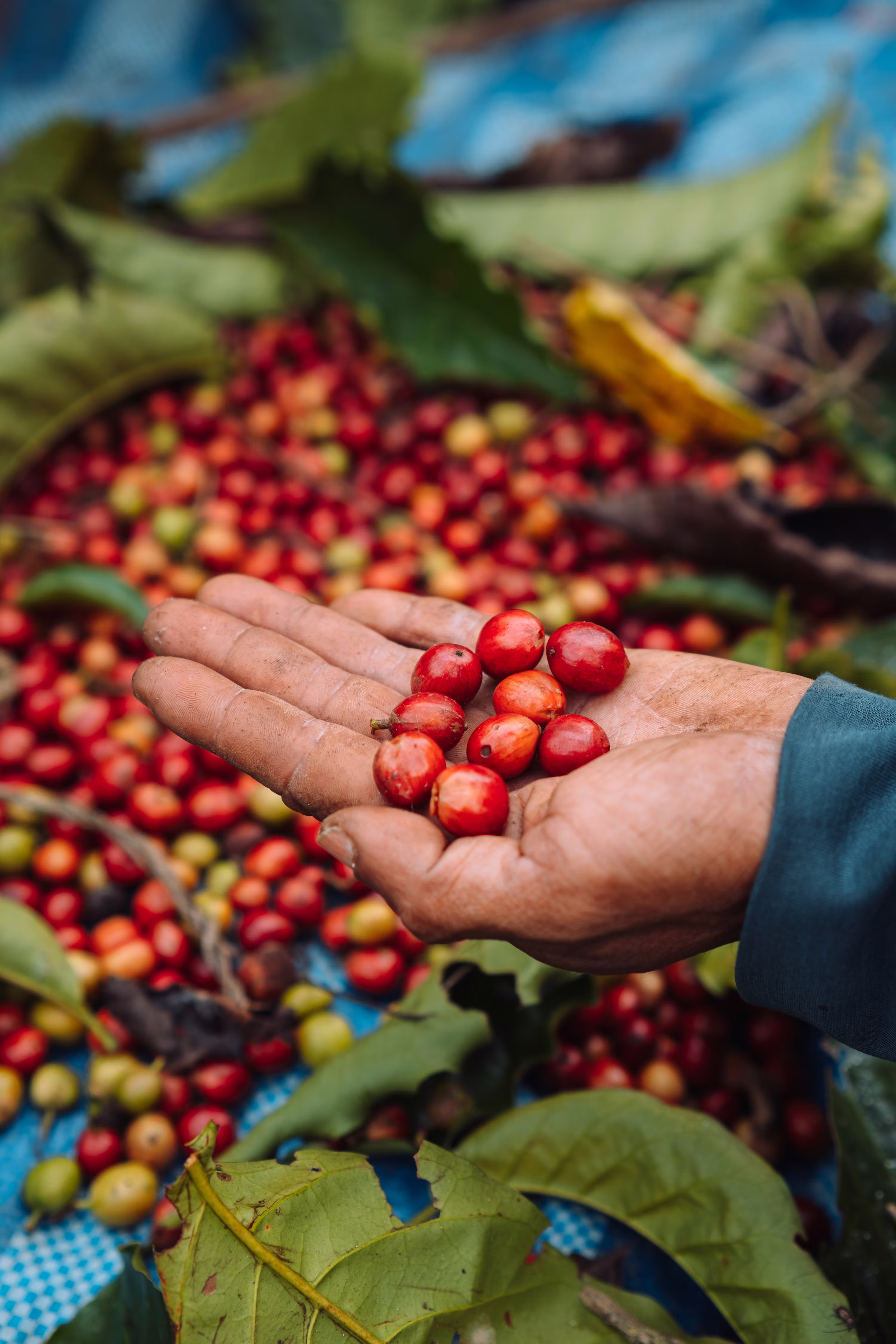 Onde comprar café pra revender, café em grãos direto do produtor, onde comprar saca de café cru, café direto da fazenda, café do produtor, distribuidor de café, café pilão comprar, café especial em grãos 1kg, comprar café especial em grãos, onde comprar café barato, comprar café gourmet
