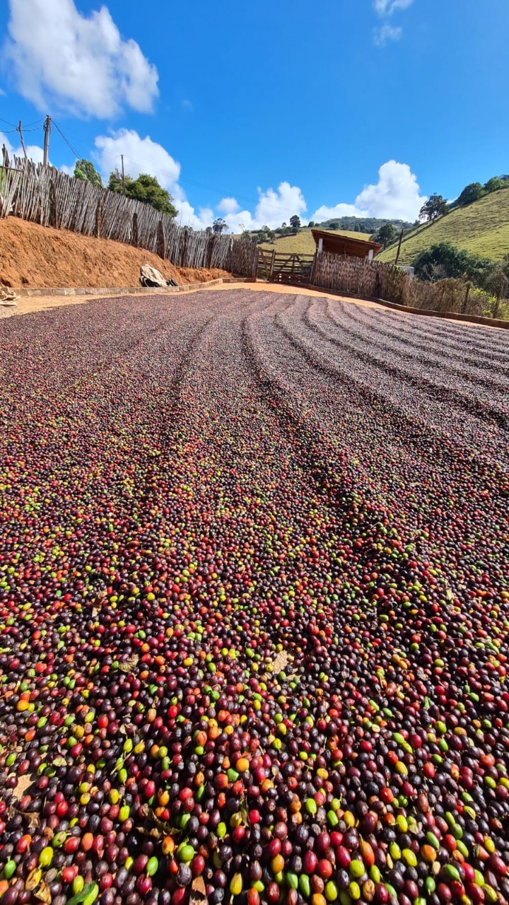 Onde comprar café pra revender, café em grãos direto do produtor, onde comprar saca de café cru, café direto da fazenda, café do produtor, distribuidor de café, café pilão comprar, café especial em grãos 1kg, comprar café especial em grãos, onde comprar café barato, comprar café gourmet